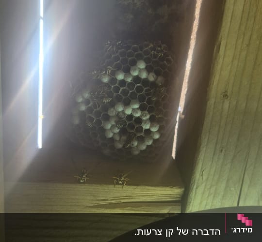 קן צרעות על קיר עץ עם צרעות פעילות